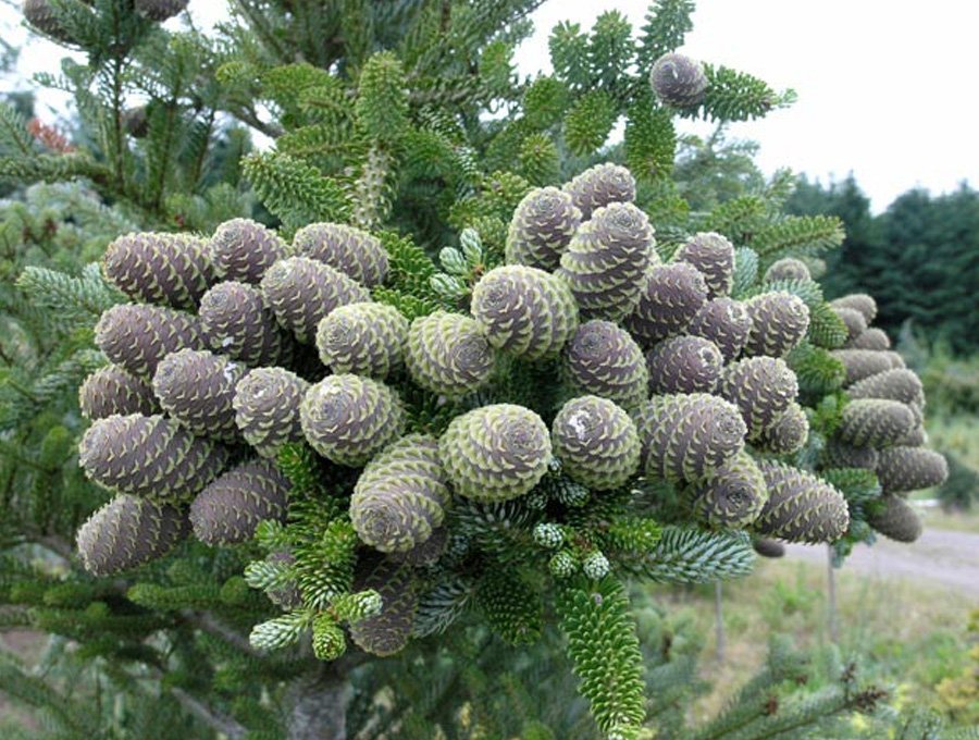 Abies koreana / Пихта корейская