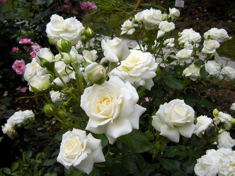 Роза флорибунда тиара фото и описание