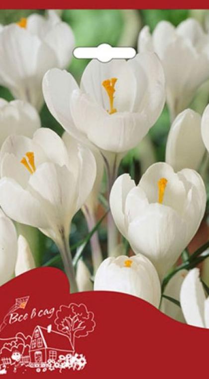 Крокус жанна д арт