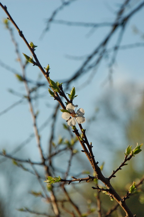 Сакура в ботаническом саду
