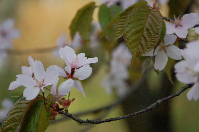 Сакура в ботаническом саду