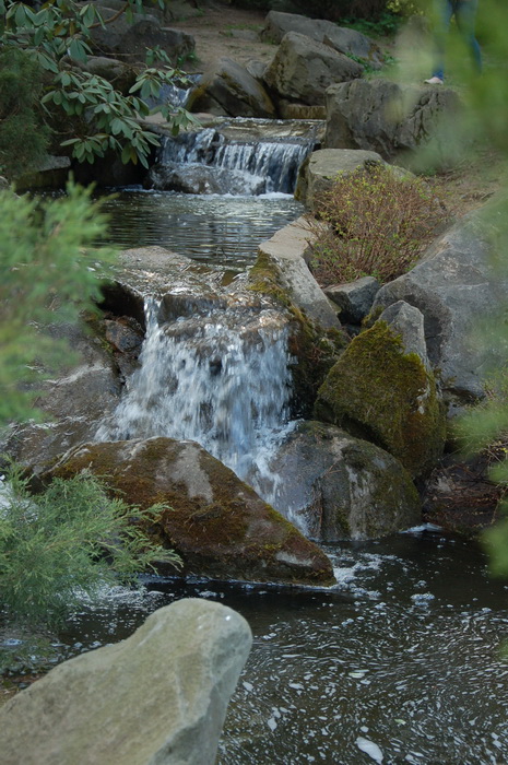 Сакура в ботаническом саду