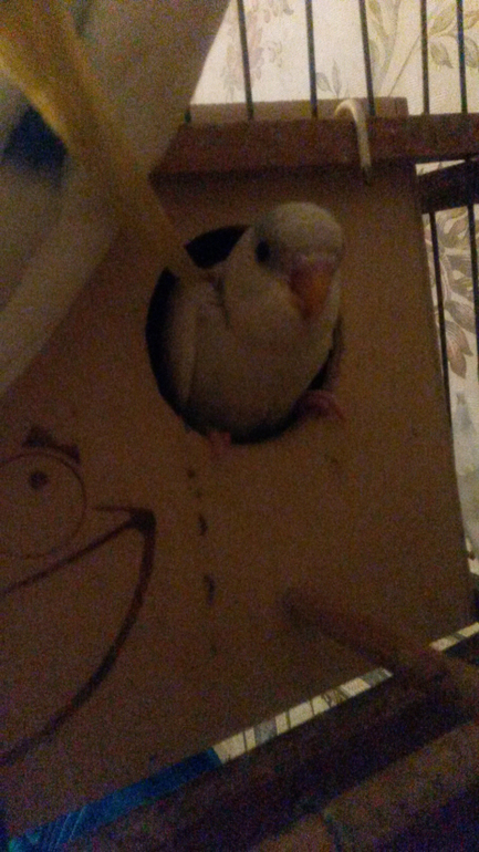 Давно не писала, растем