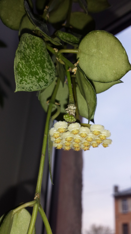 Хойи. (очень много фотографий)