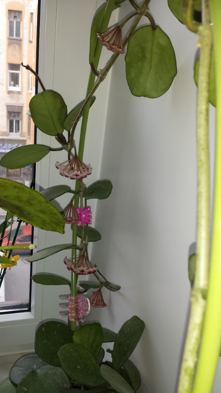 Хойи. (очень много фотографий)