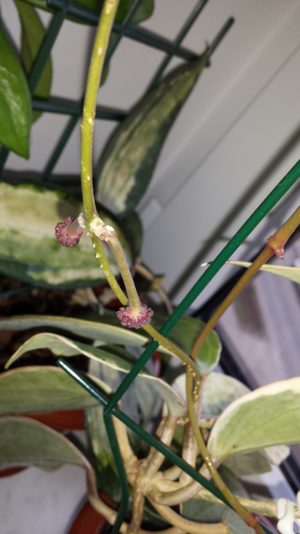 Хойи. (очень много фотографий)