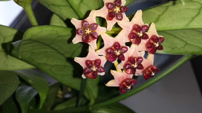 Хойи. (очень много фотографий)