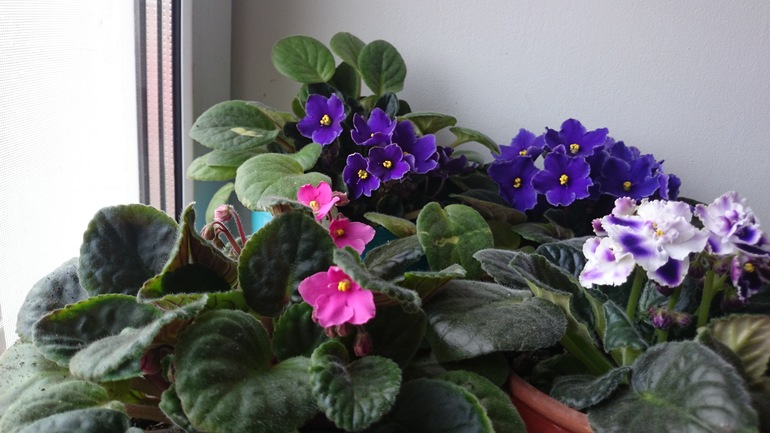 Сия красота