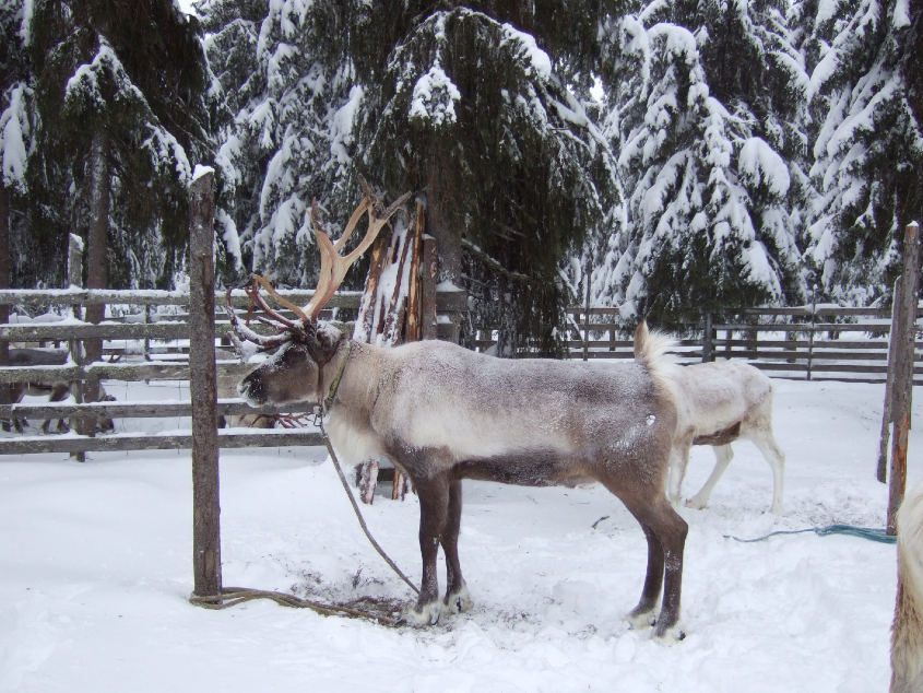 Наш январь. Часть 3