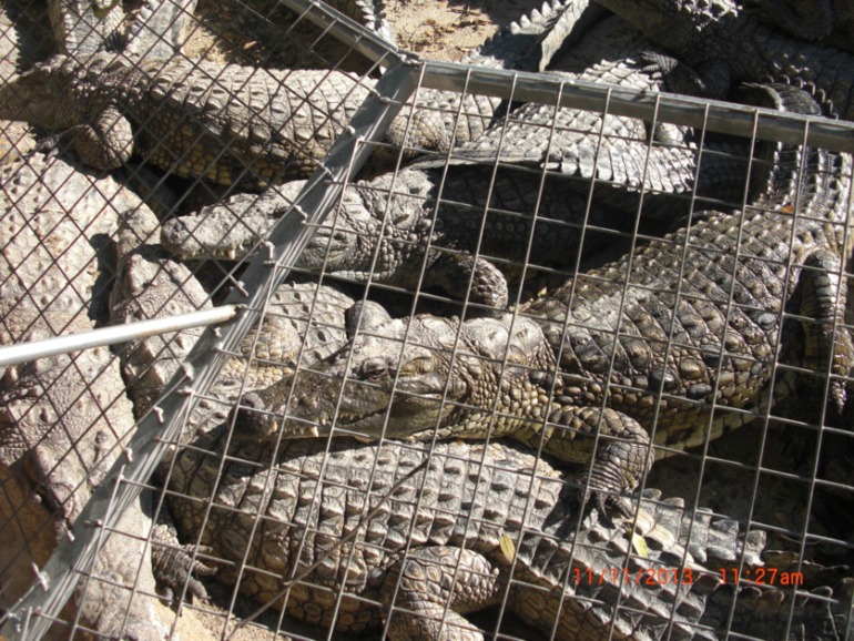Торремолинос, Испания, крокодиловая ферма.