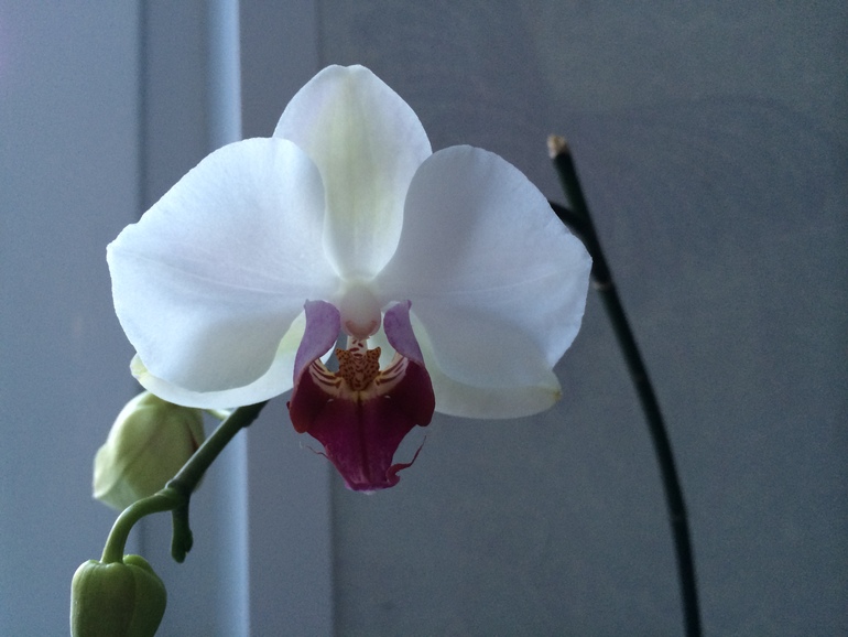 Мои цветущие растюшки