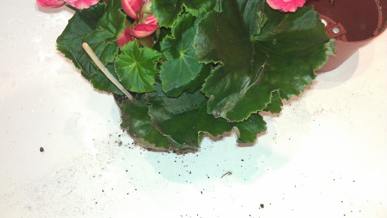 Бегония, подскажите?