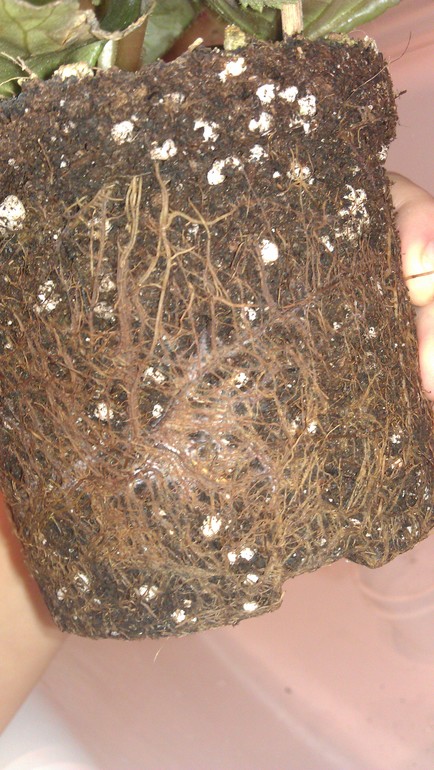 Бегония, подскажите?