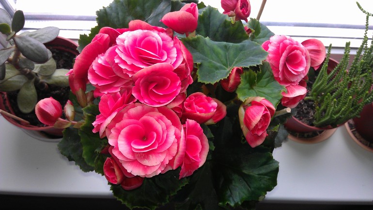 Бегония, подскажите?