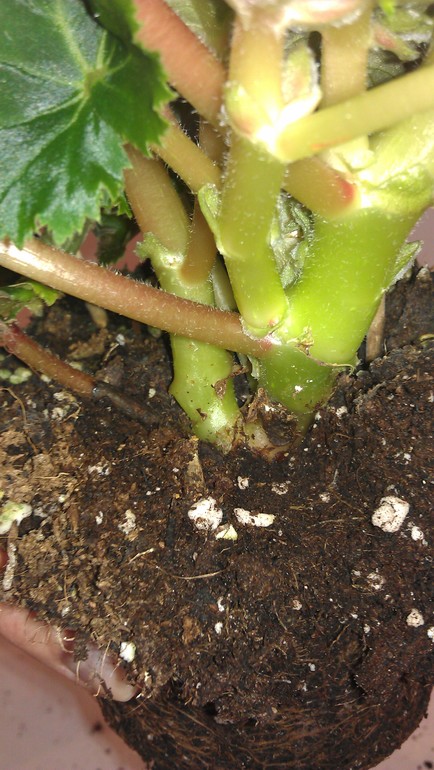 Бегония, подскажите?