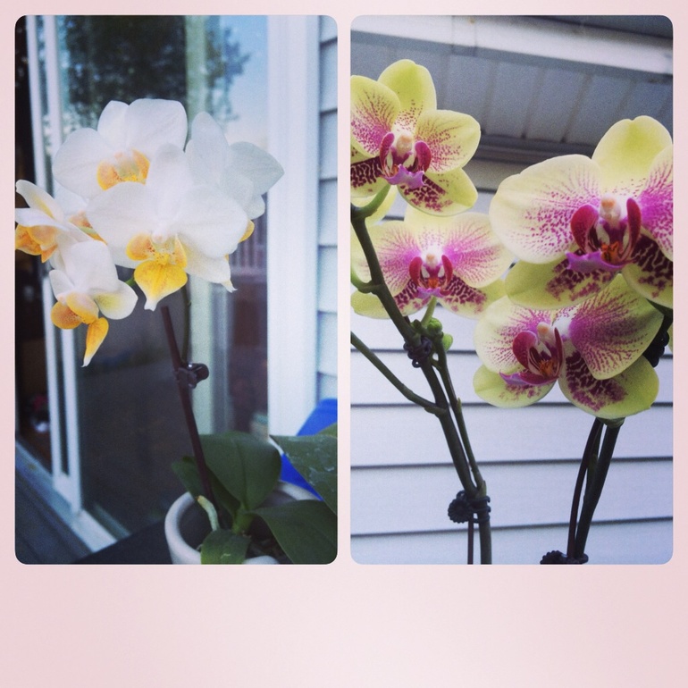 Пополнение в семье:)