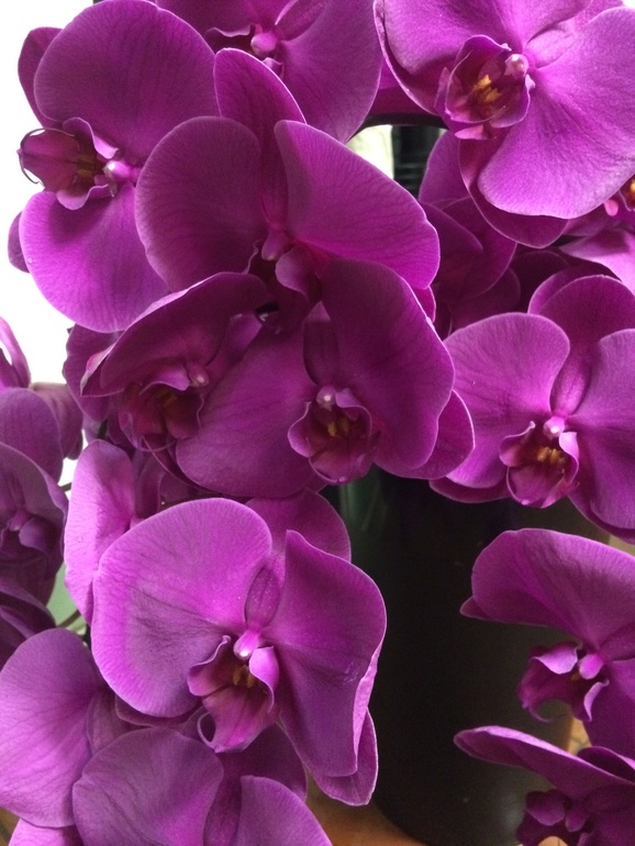 Мои новые сожители:)