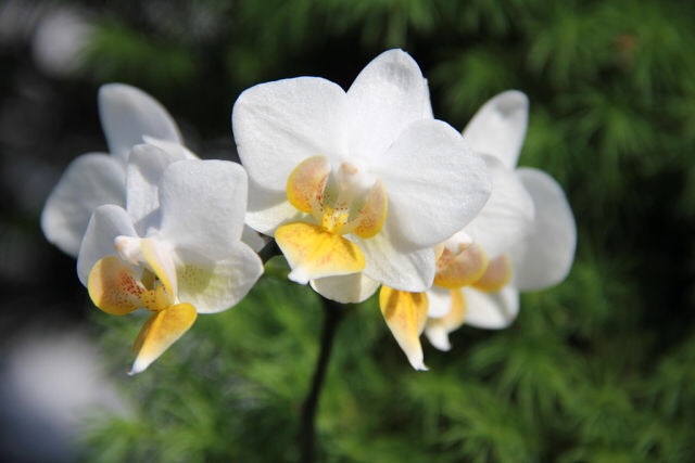 Ее величество Орхидея