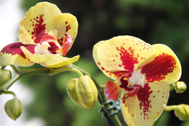 Ее величество Орхидея