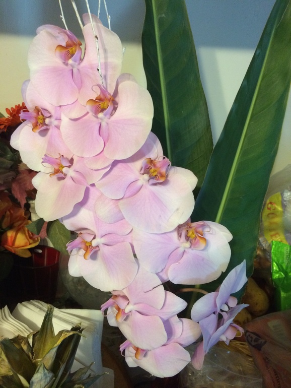 Мои новые сожители:)