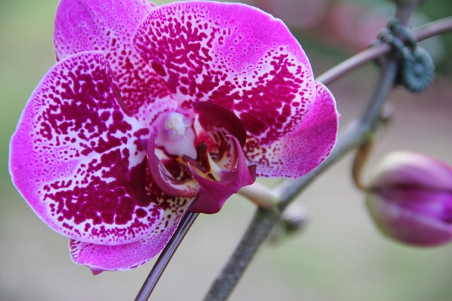 Ее величество Орхидея