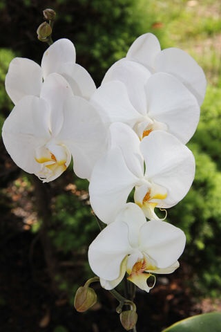 Ее величество Орхидея