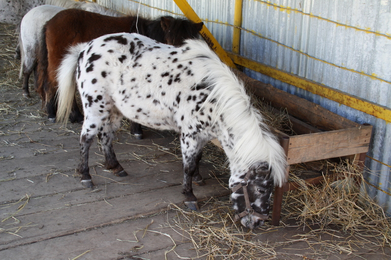 В гости к мини лошадкам...