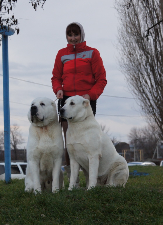 Выставка собак 8.12.13