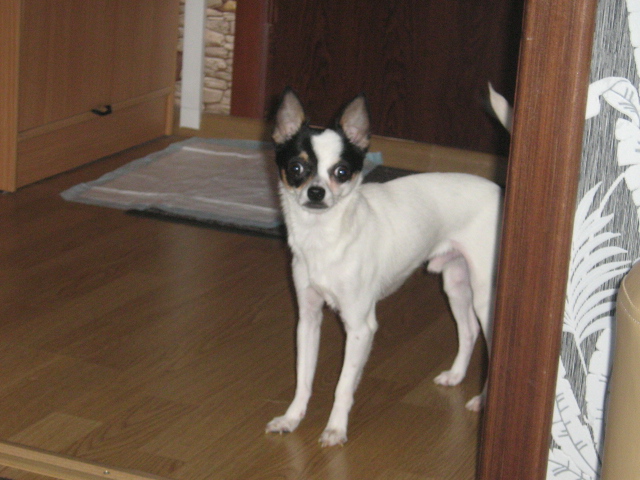 Отдам в добрые руки