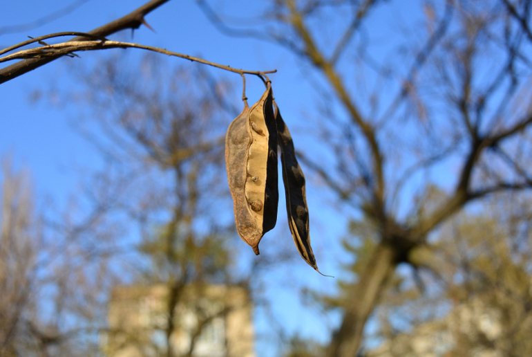 Беззеркалка Nikon 1 S1