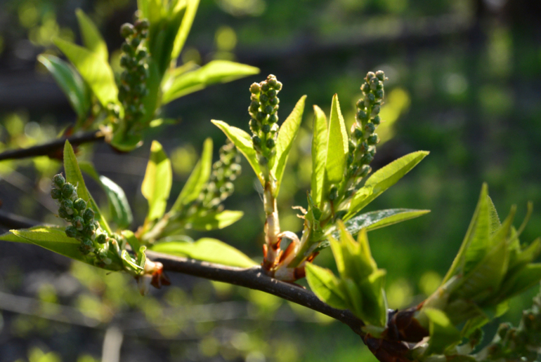 Беззеркалка Nikon 1 S1