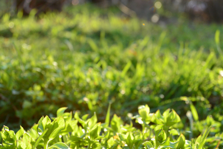 Беззеркалка Nikon 1 S1