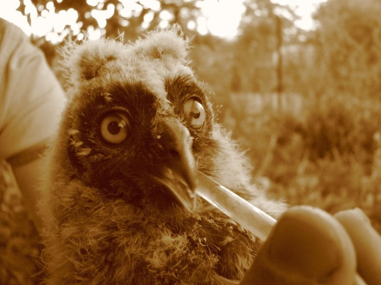 В поддержку идеи, начну ФМ