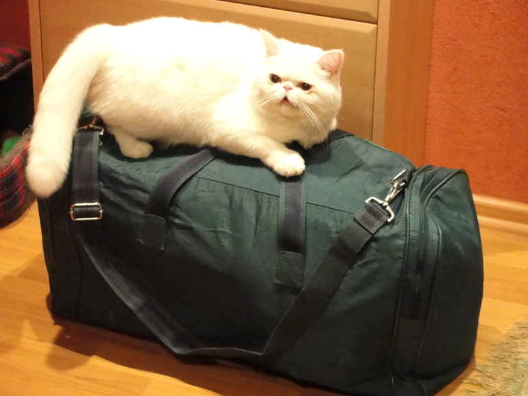 Мой отчет -совмещение приятного с полезным