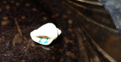 Лотерея 23. Ракушки.