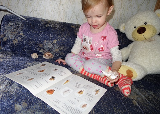 Лотерея 23. Ракушки.