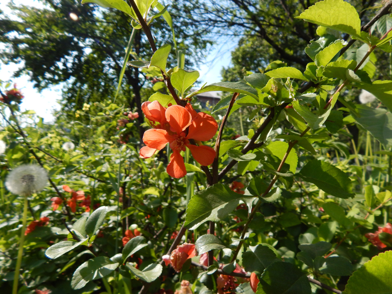 Костику 10 месяцев. Как меняются детки