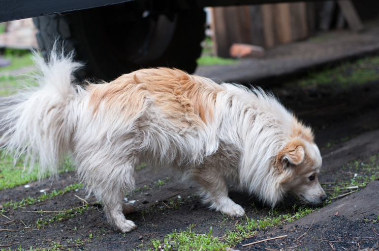 в деревне (фото)