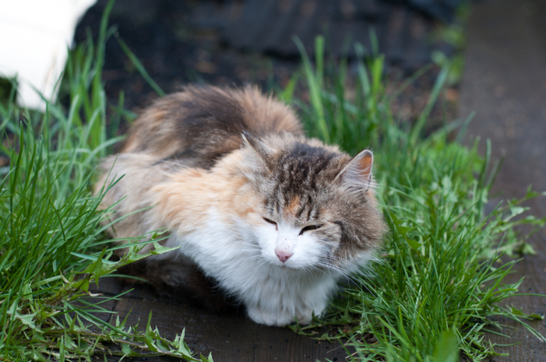 в деревне (фото)