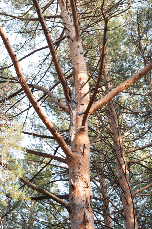 День 10 формирования привычек. фото