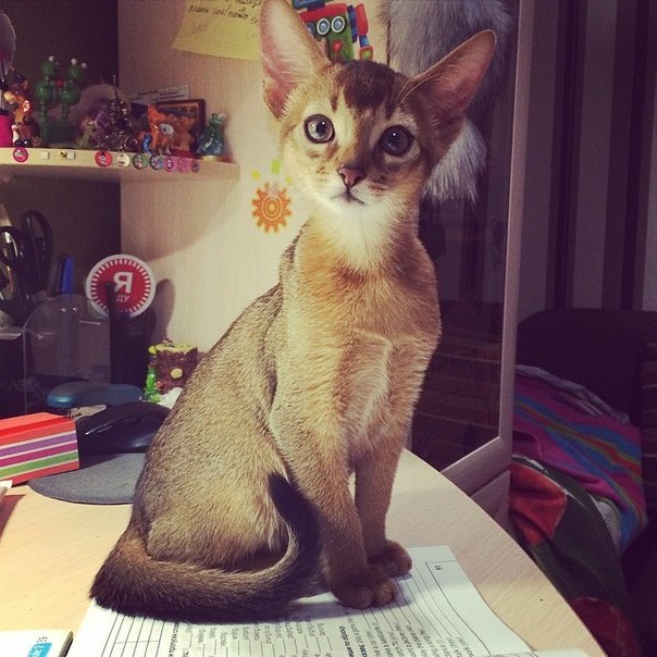 Подарок любимого мужа) Назвали Тихоном или иначе Тихоня)