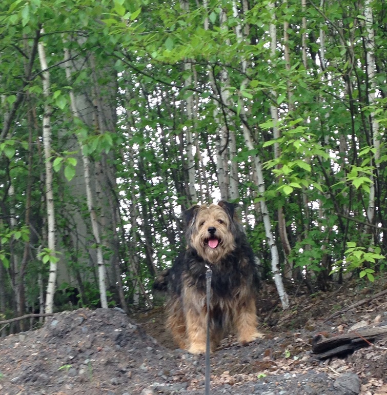 Кому собаку-черепаху-няньку-компаньонку?????