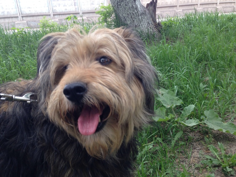 Кому собаку-черепаху-няньку-компаньонку?????