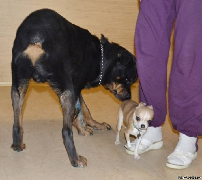 История одной собаки