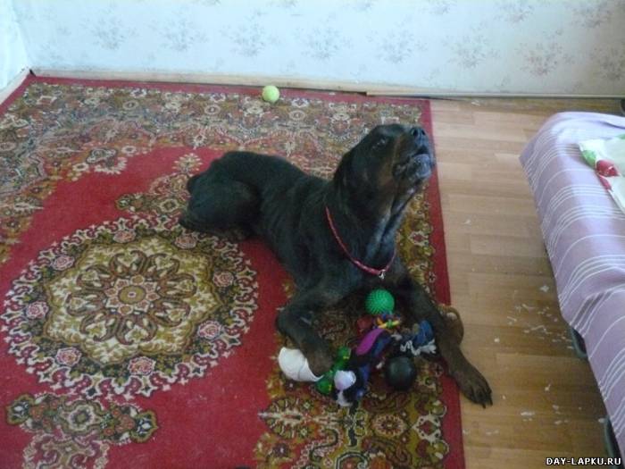 История одной собаки