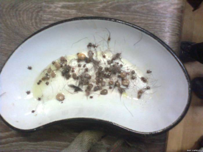 История одной собаки