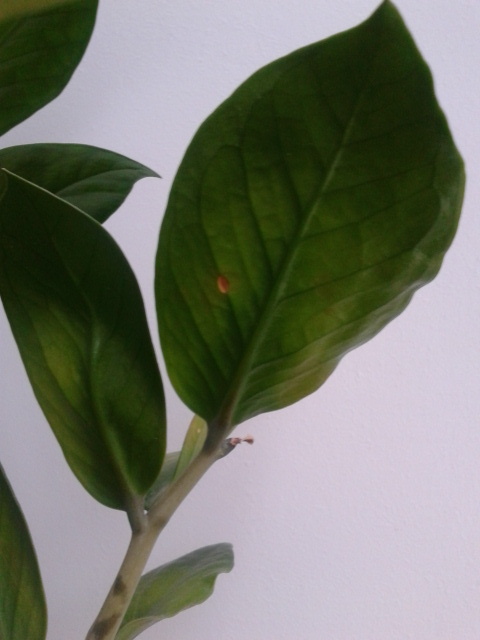 заболело долларовое дерево(((