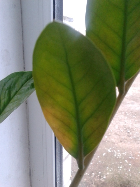 заболело долларовое дерево(((