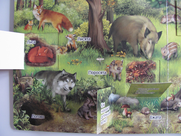 Животные -любимая книжка с окошками, НЕ АРКЕБУС))