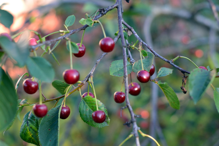 Вишня для детей. Вишня 12 9. Вишня 12 9. 12 вишен. 1 вишенка.